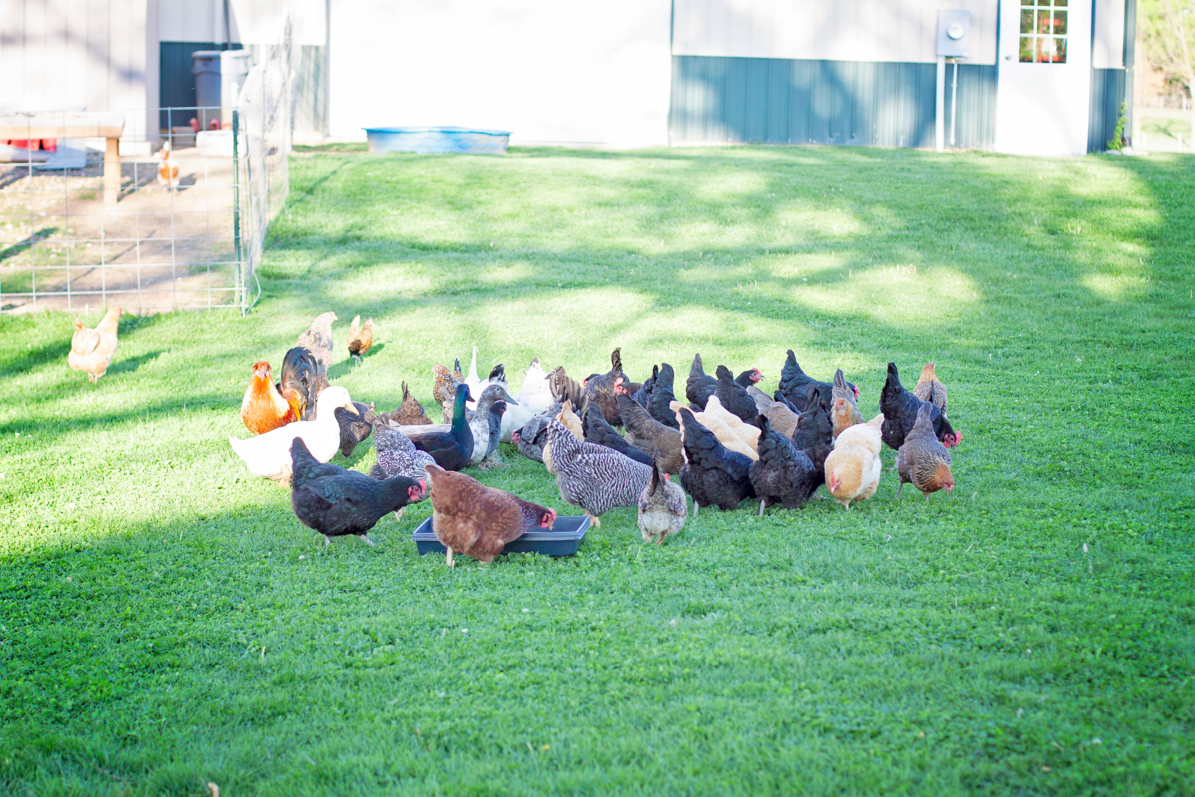 A diverse flock of chickens and ducks eating from a tray on a green lawn.