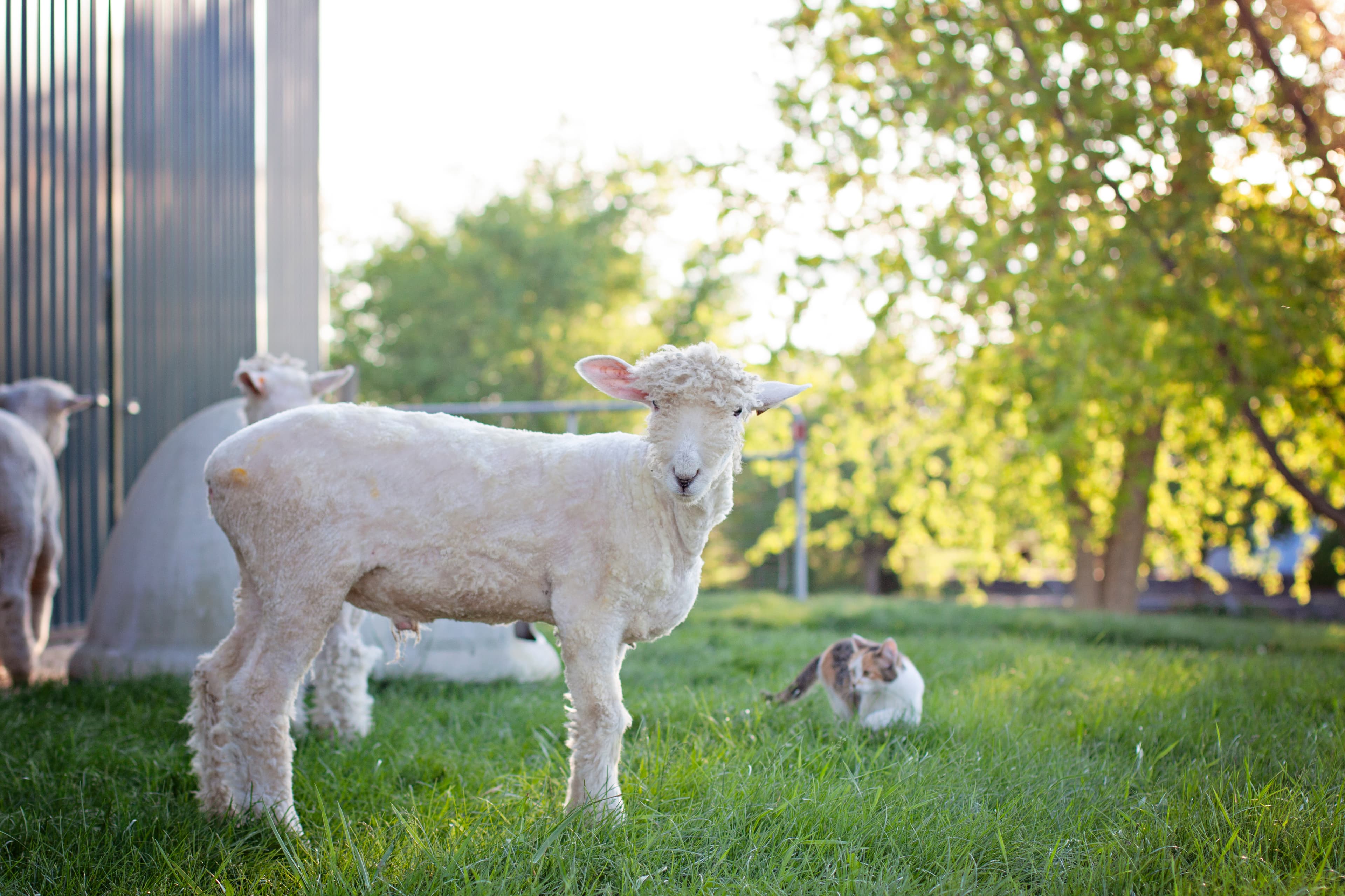 Shorn white lamb stands in a grassy field with a calico cat and green trees.