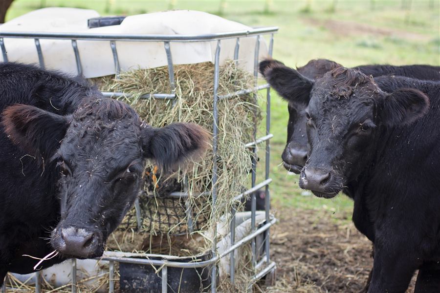 Two black pasture-raised cattle at the hay feeder