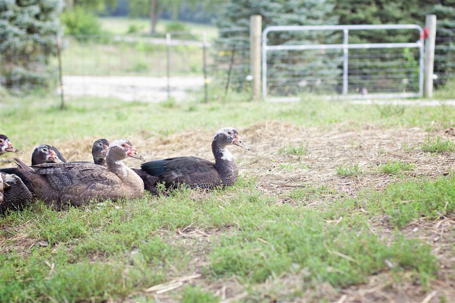 Muscovy ducks resting near the pasture gate