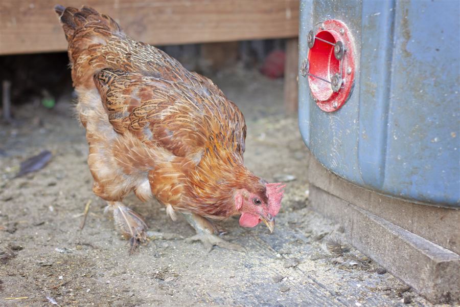 Hen pecking the ground near the coop