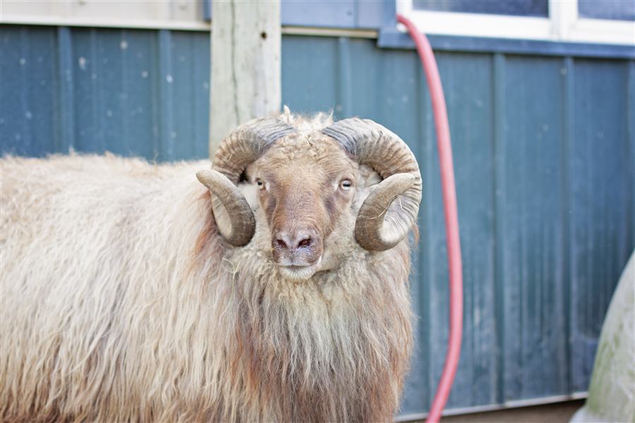 Close-up of a ram's face and curled horns