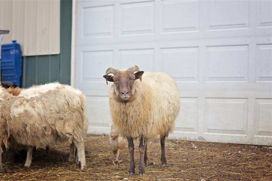 Horned ram standing with the flock near the barn