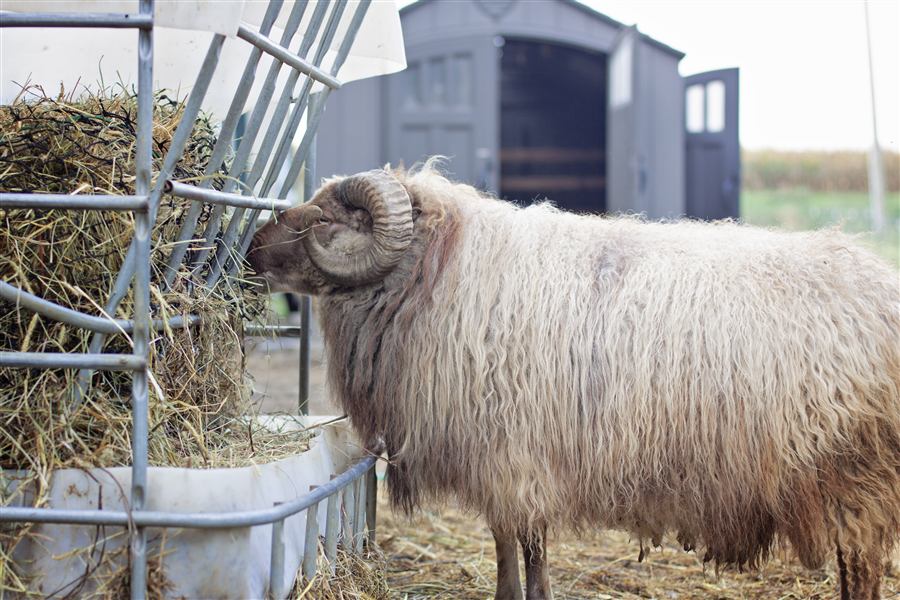Ram eating hay from a feeder