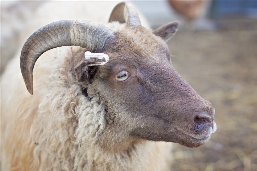 Close-up profile of a horned ram