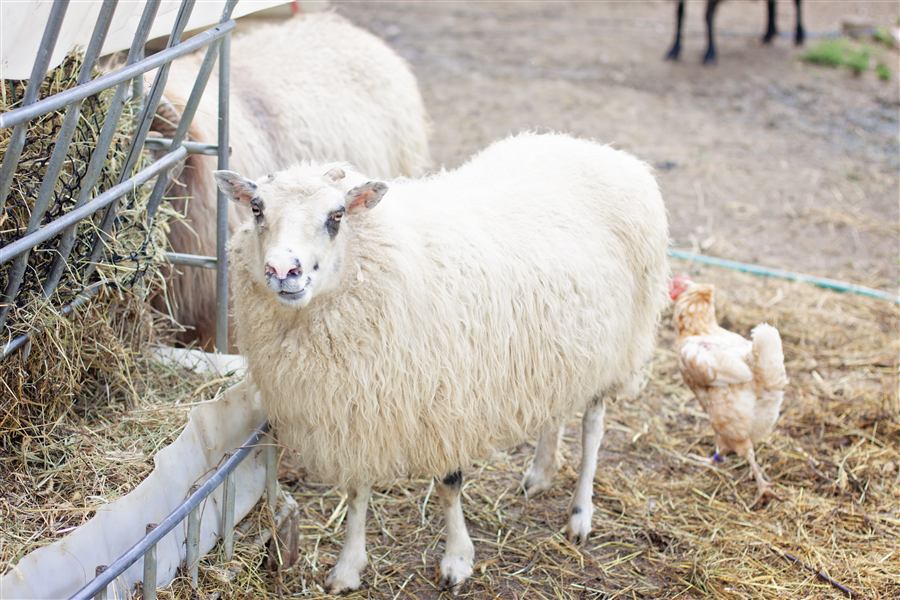 White sheep beside a hen at the feeder