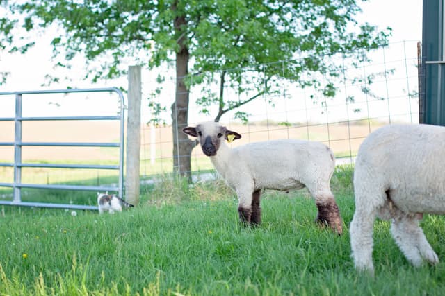 Black-faced lamb near a fence in a grassy field