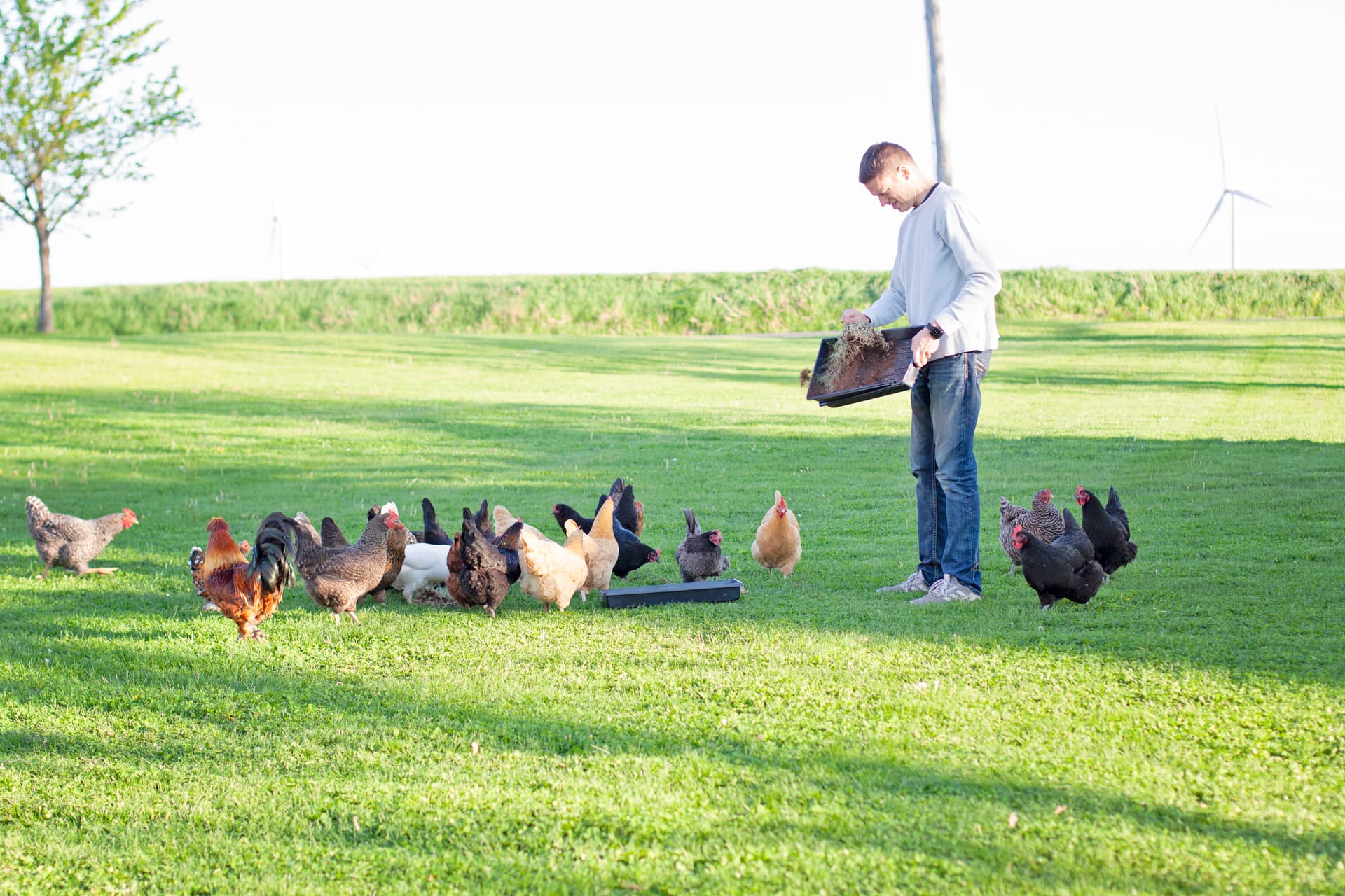 Jimmy Huber feeding the flock on the homestead