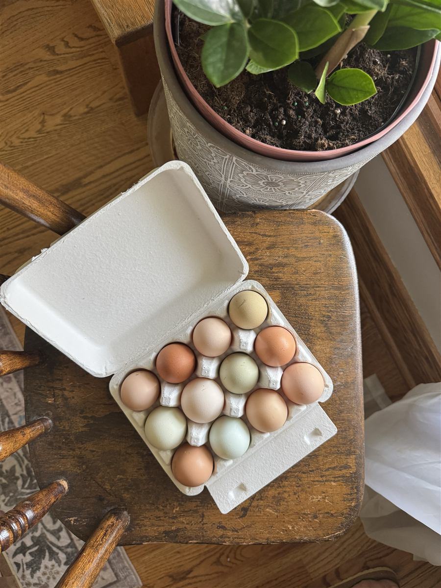 A dozen farm-fresh eggs in assorted colors, freshly gathered